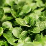 9 Tanaman Yang Cepat Tumbuh Wajib Anda Tanam Di Rumah