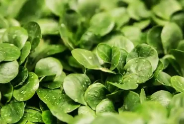 9 Tanaman Yang Cepat Tumbuh Wajib Anda Tanam Di Rumah