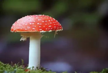 Cara Mengatasi Jamur di Rumah dengan 7 Langkah Simpel